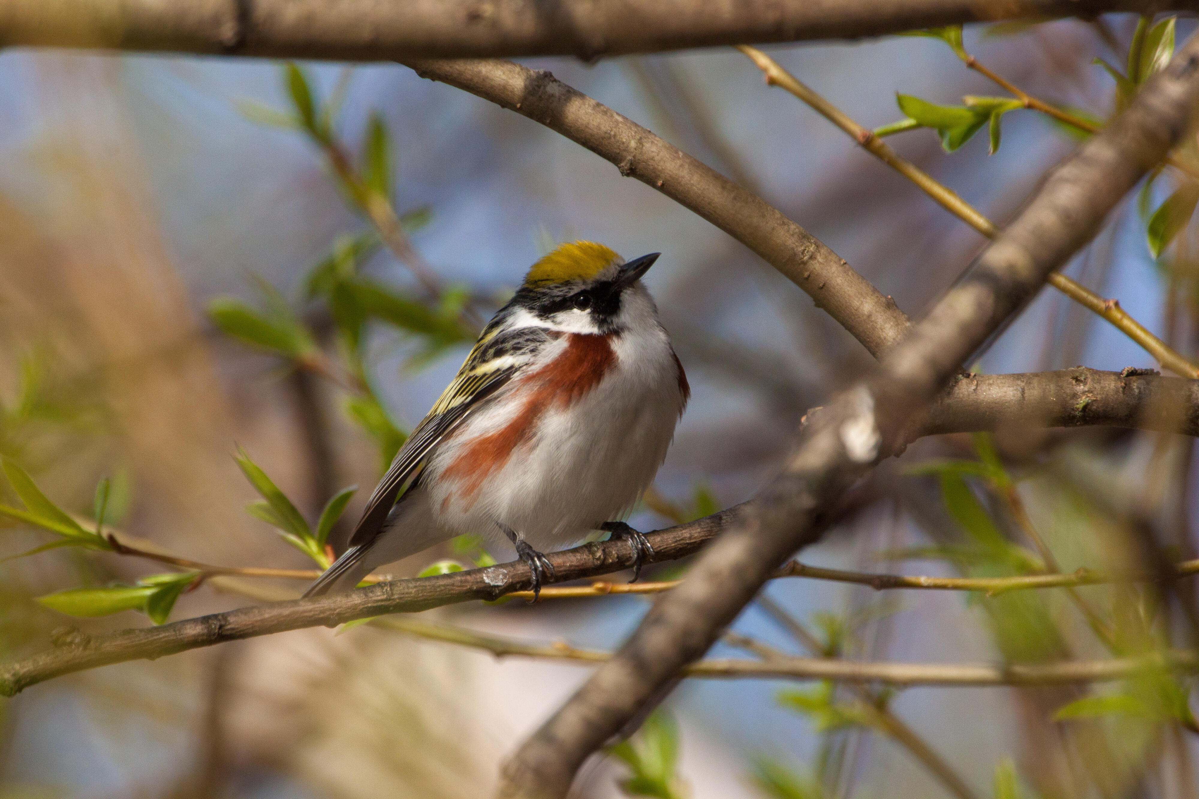 A male chestnut-sided warbler perched on a branch. 