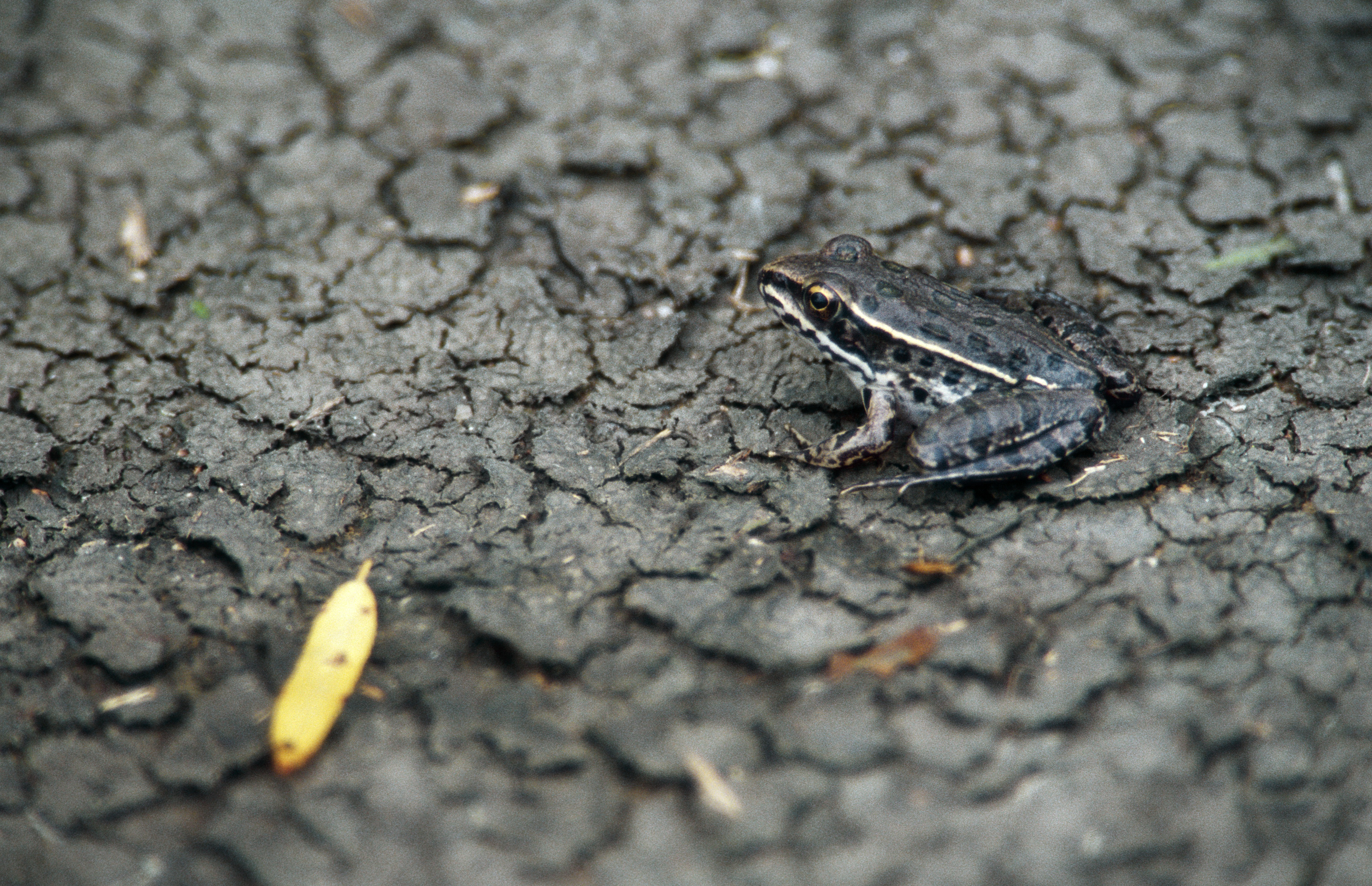 Brown frog covered with large, oval, dark spots sits on dry, cracked ground.