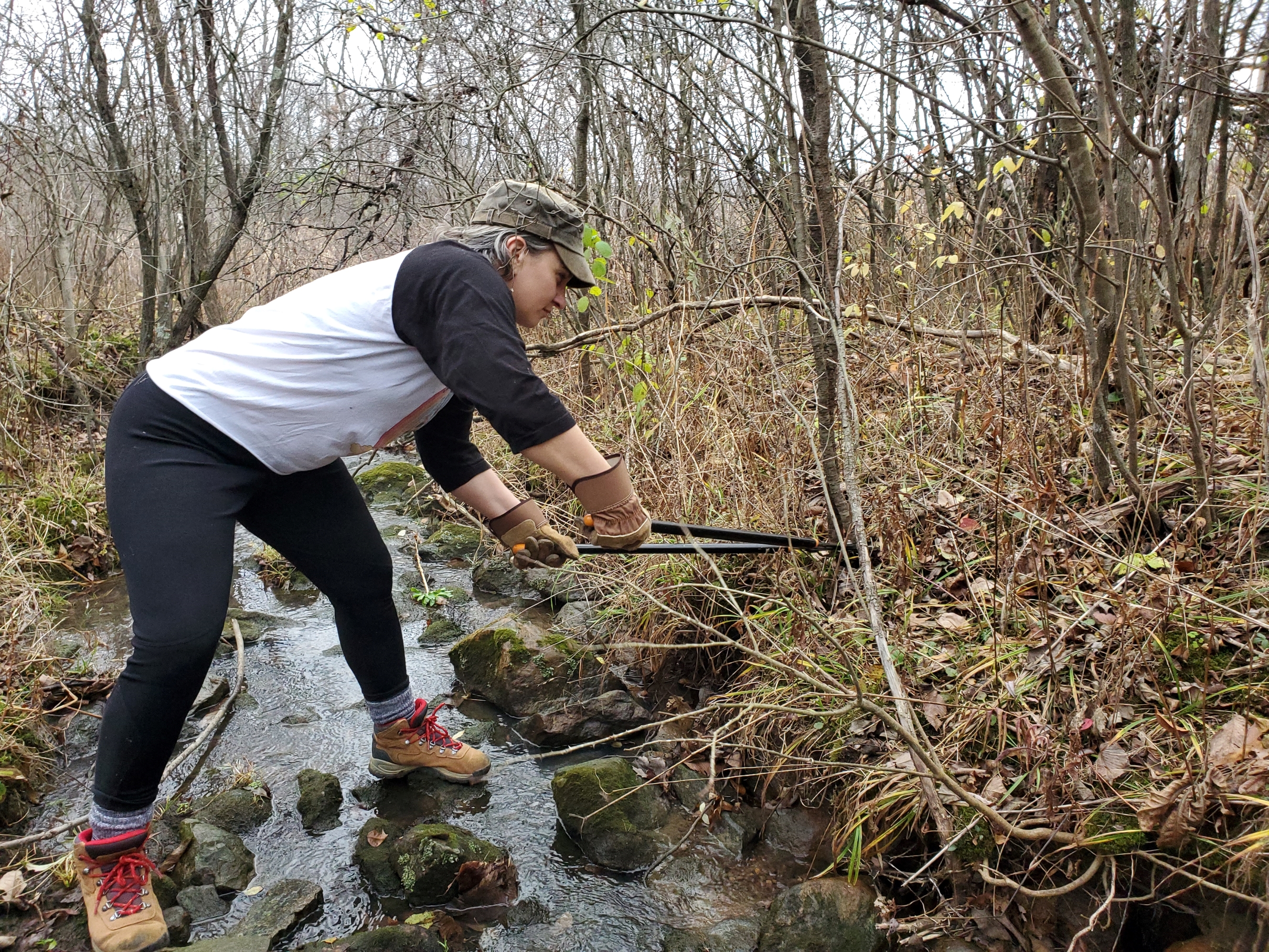 A woman balances on rocks in a small stream and reaches out with a pair of metal loppers to cut the slim base of a buckthorn tree.  