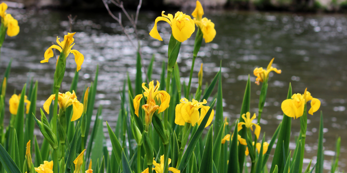 A group of yellow flowers on green stalks blooming by a river. 