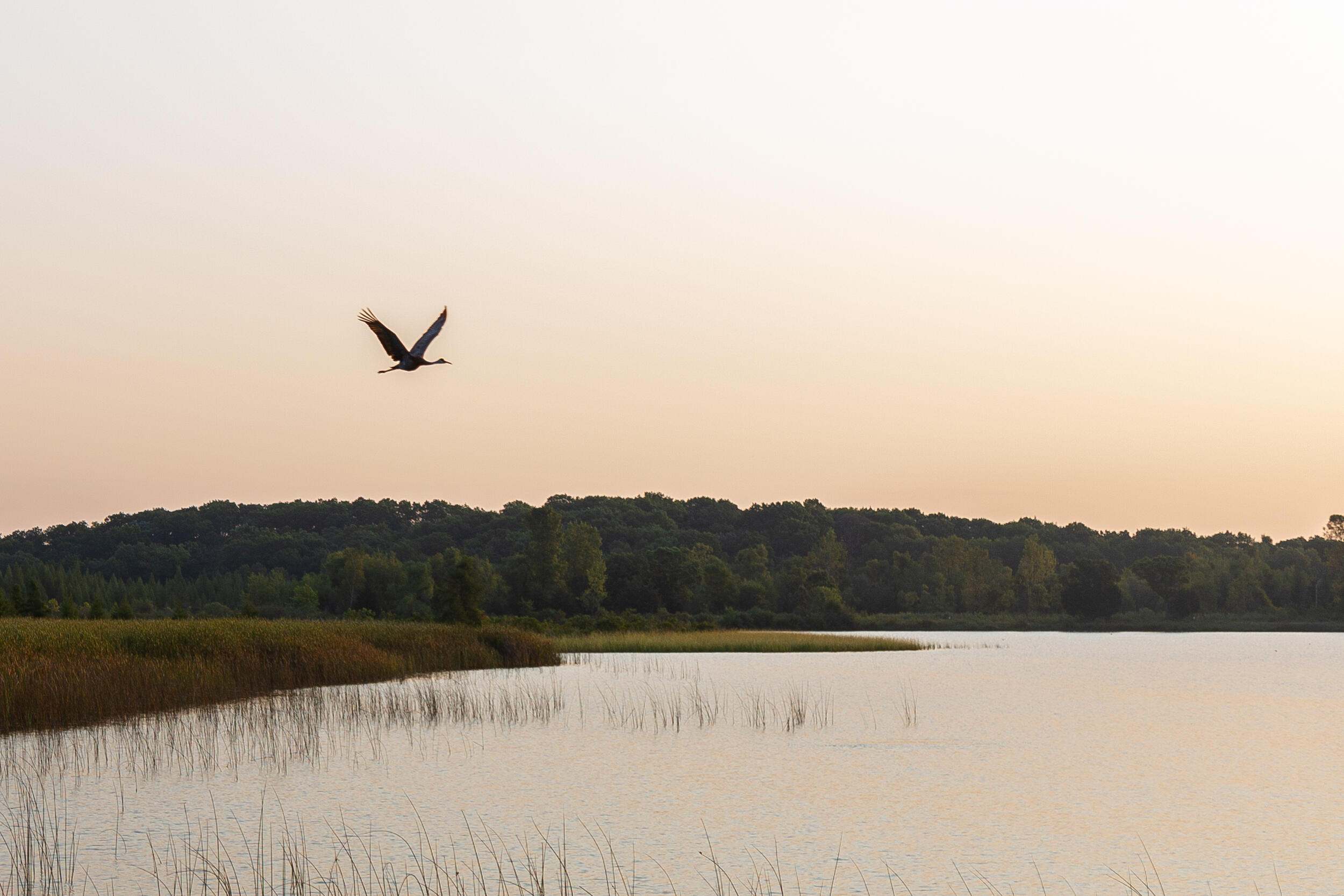 A silhouetted bird flies over a lake in front of a pale orange sky.