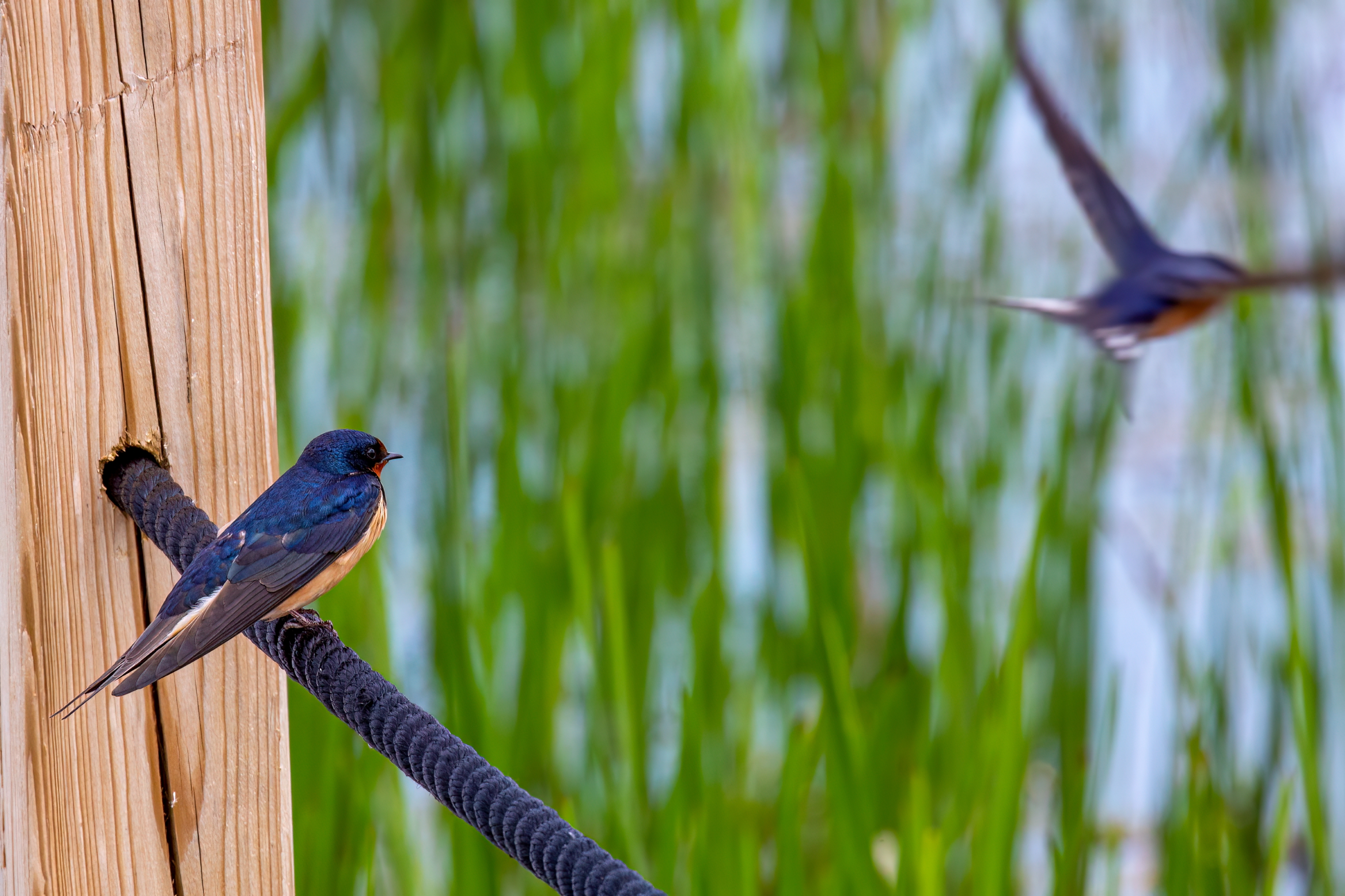 A barn swallow perched on a fence wire while another barn swallow flies off. 