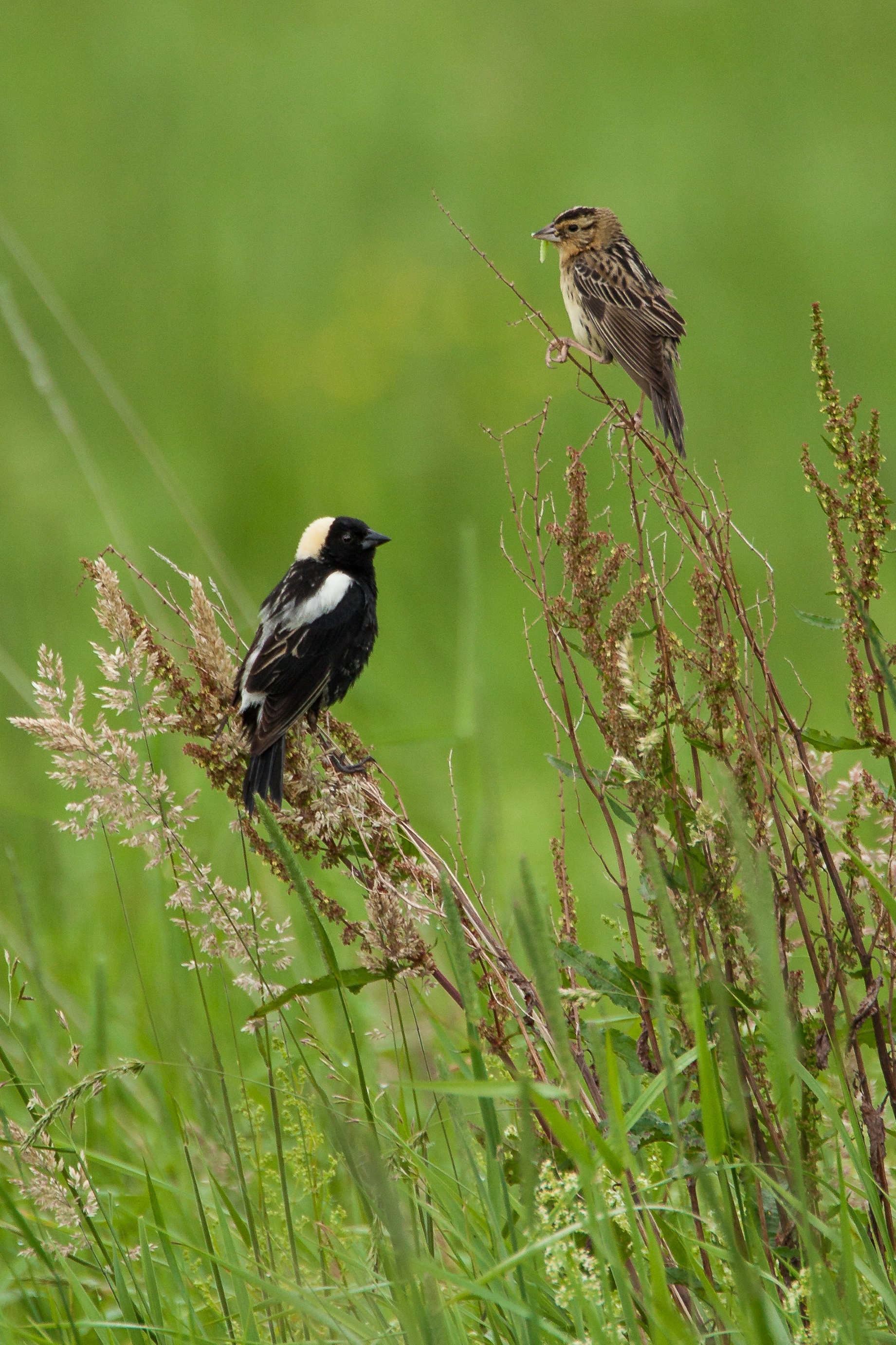 A male and female bobolink pair sitting on tall grasses.