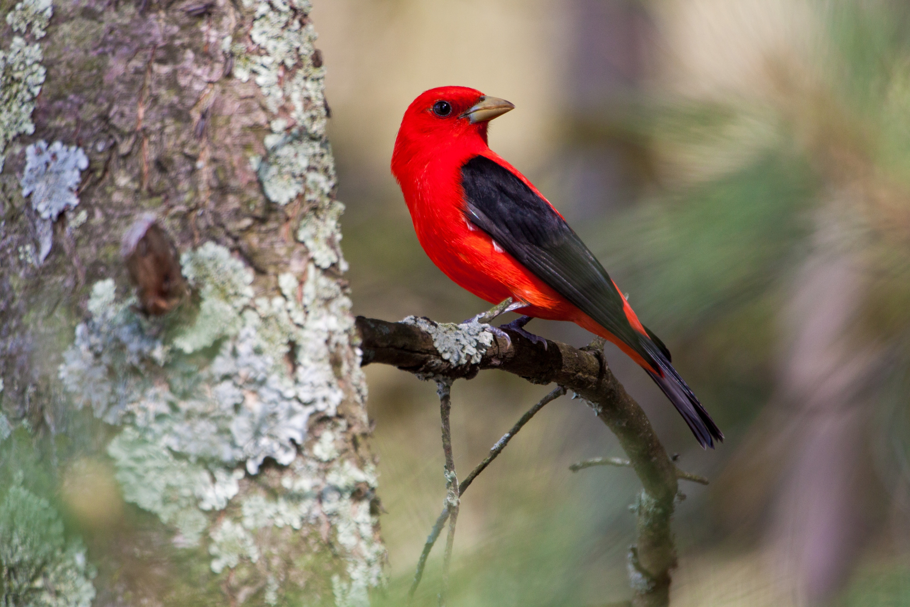 A red bird with black wings rests on a tree branch.
