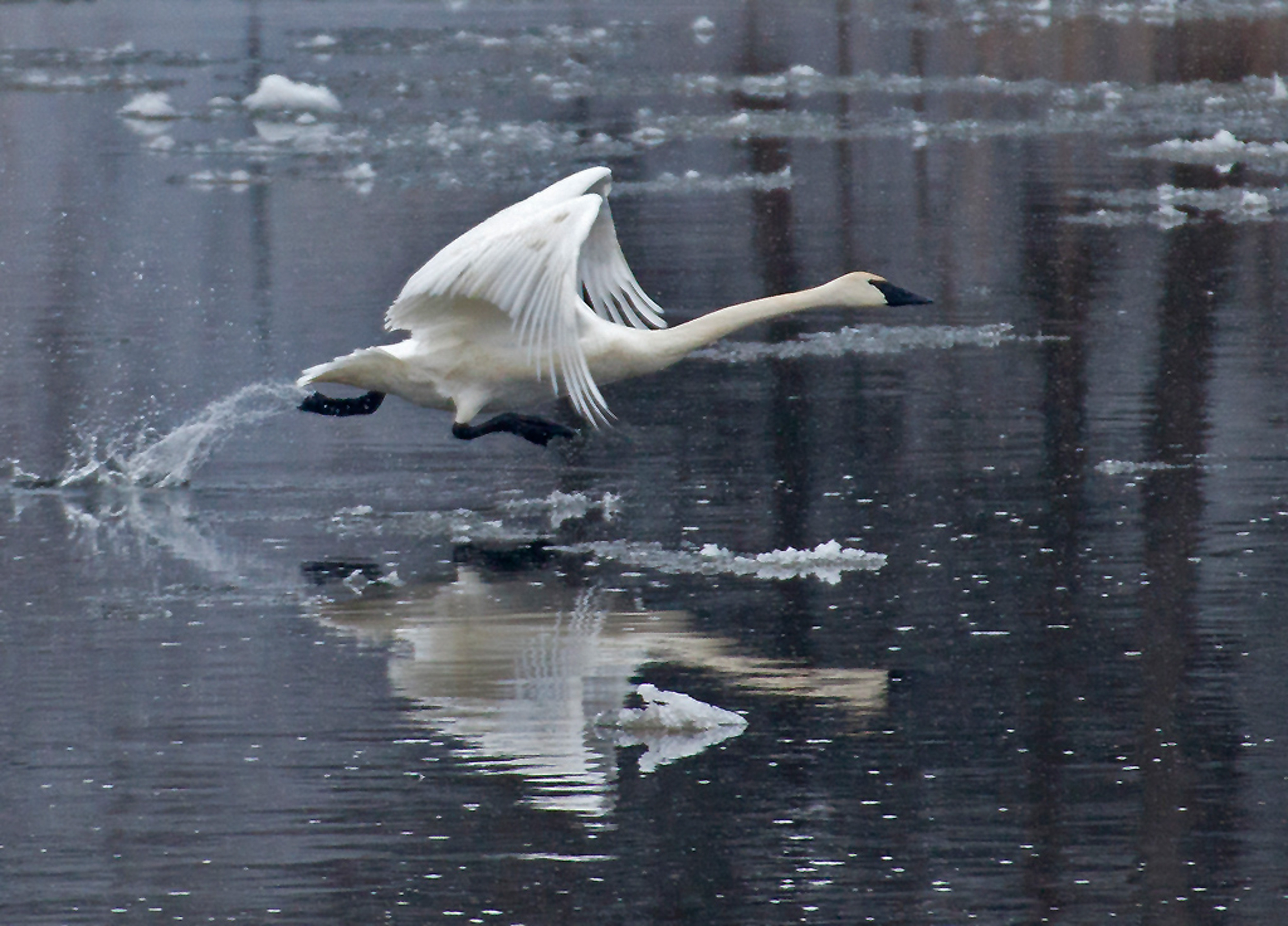 A trumpeter swan running across the surface of an icy pond with its wing outstretched.