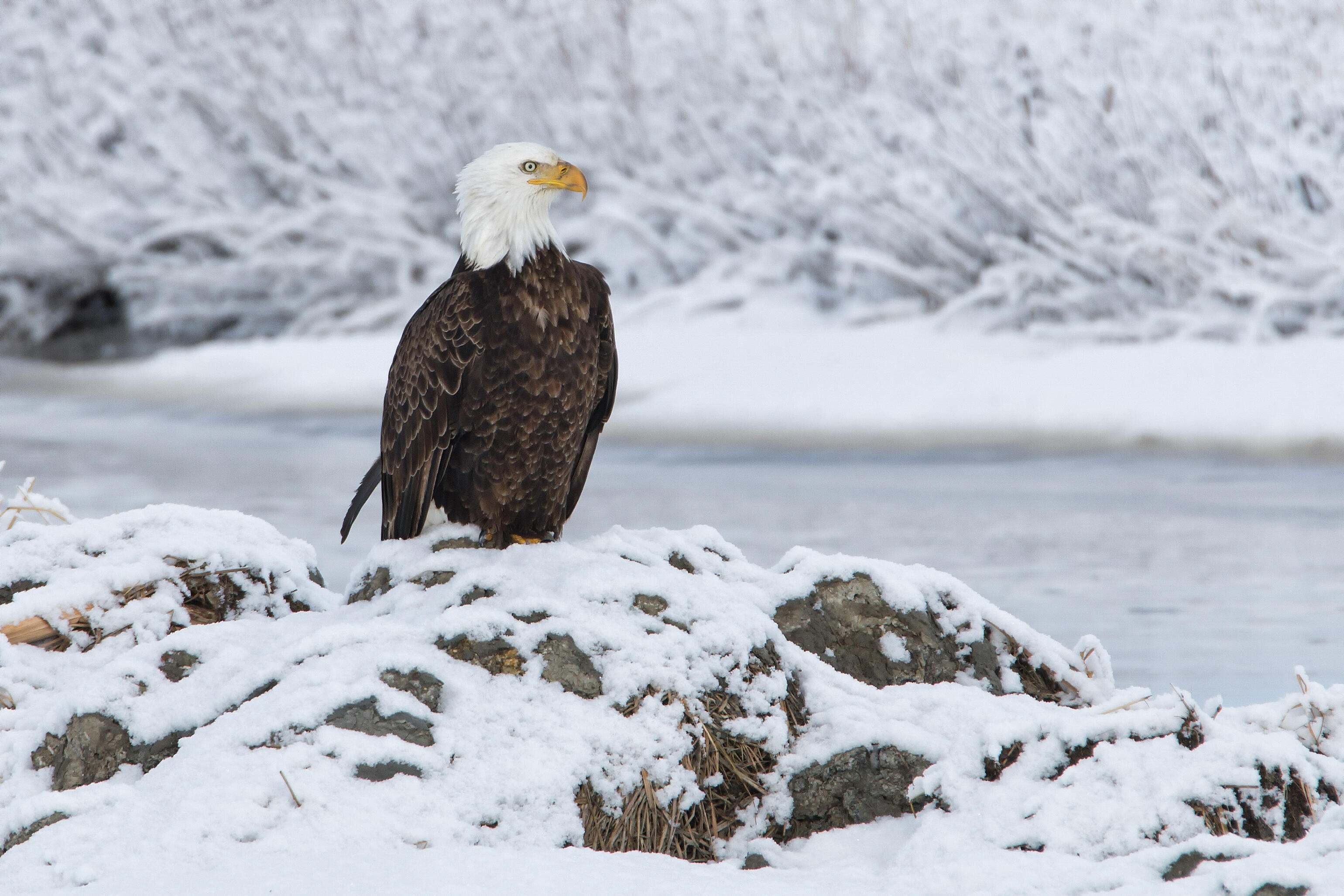 A bald eagle perched on snowy rocks next to a frozen creek. 