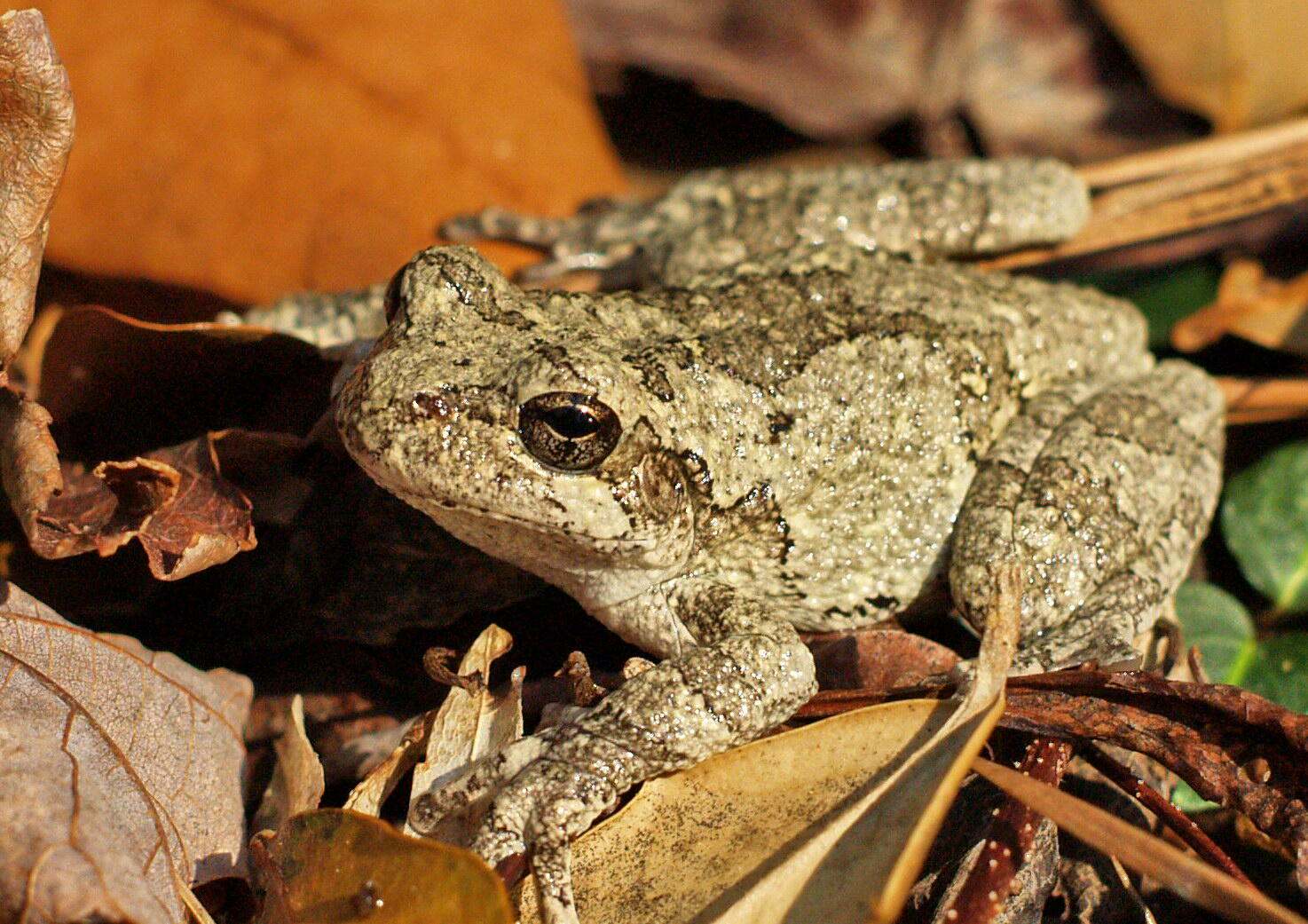 A gray tree frog sitting on fallen leaves on the forest floor. 