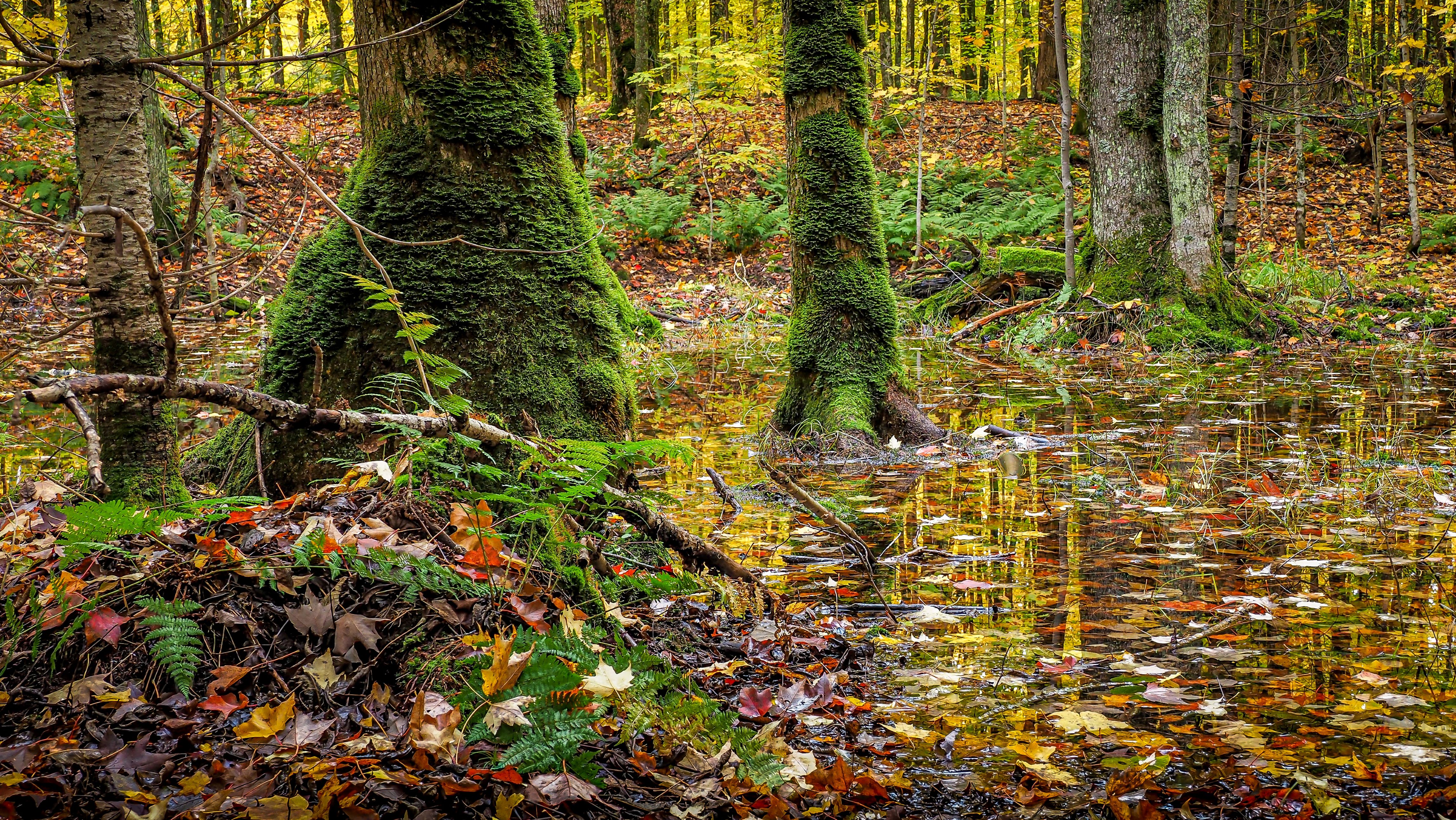 Moss-covered tree trunks among fall leaves on the forest floor around the banks of a stream at the Catherine Wolter Wilderness Area Preserve. 