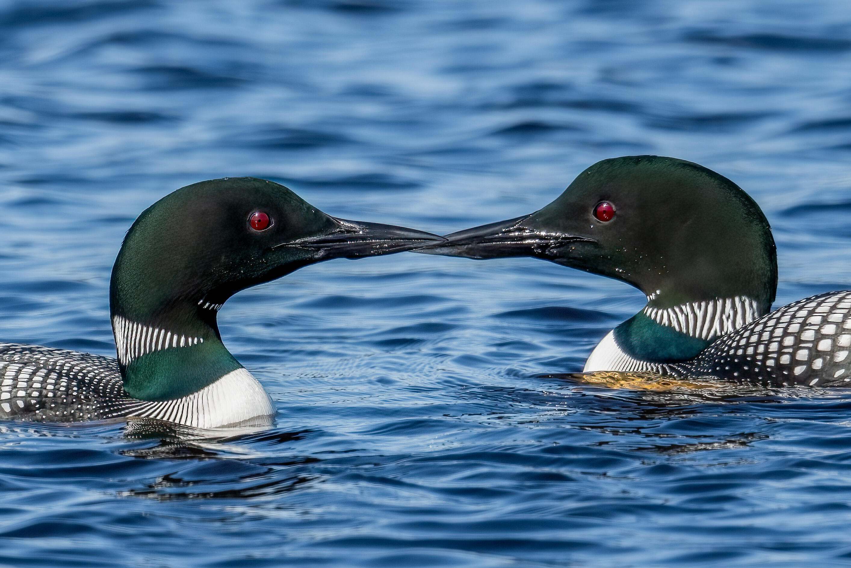 Two common loon birds with black heads and red eyes touch beaks while swimming on water. 