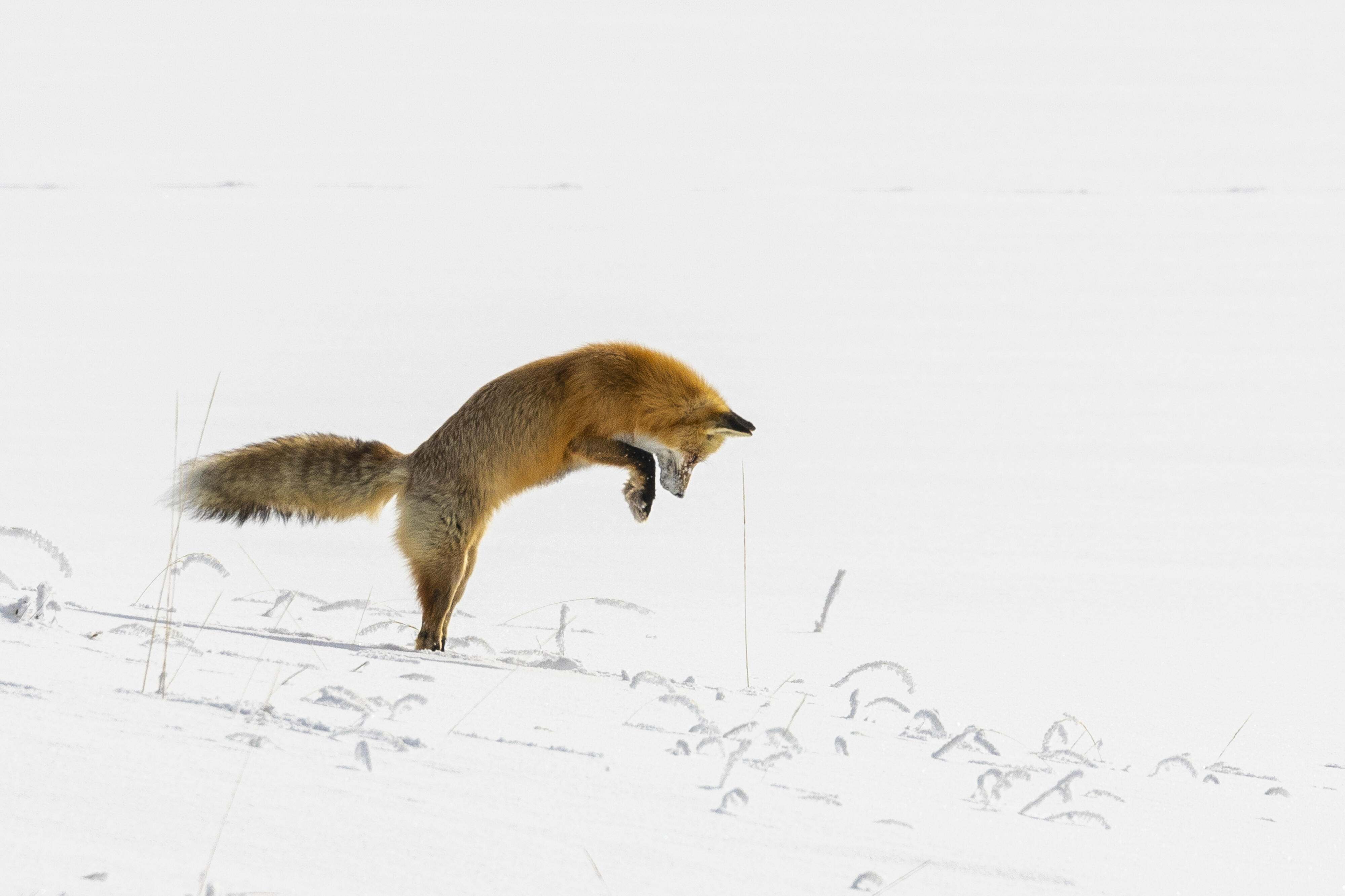 A red fox pounces into snowy ground.