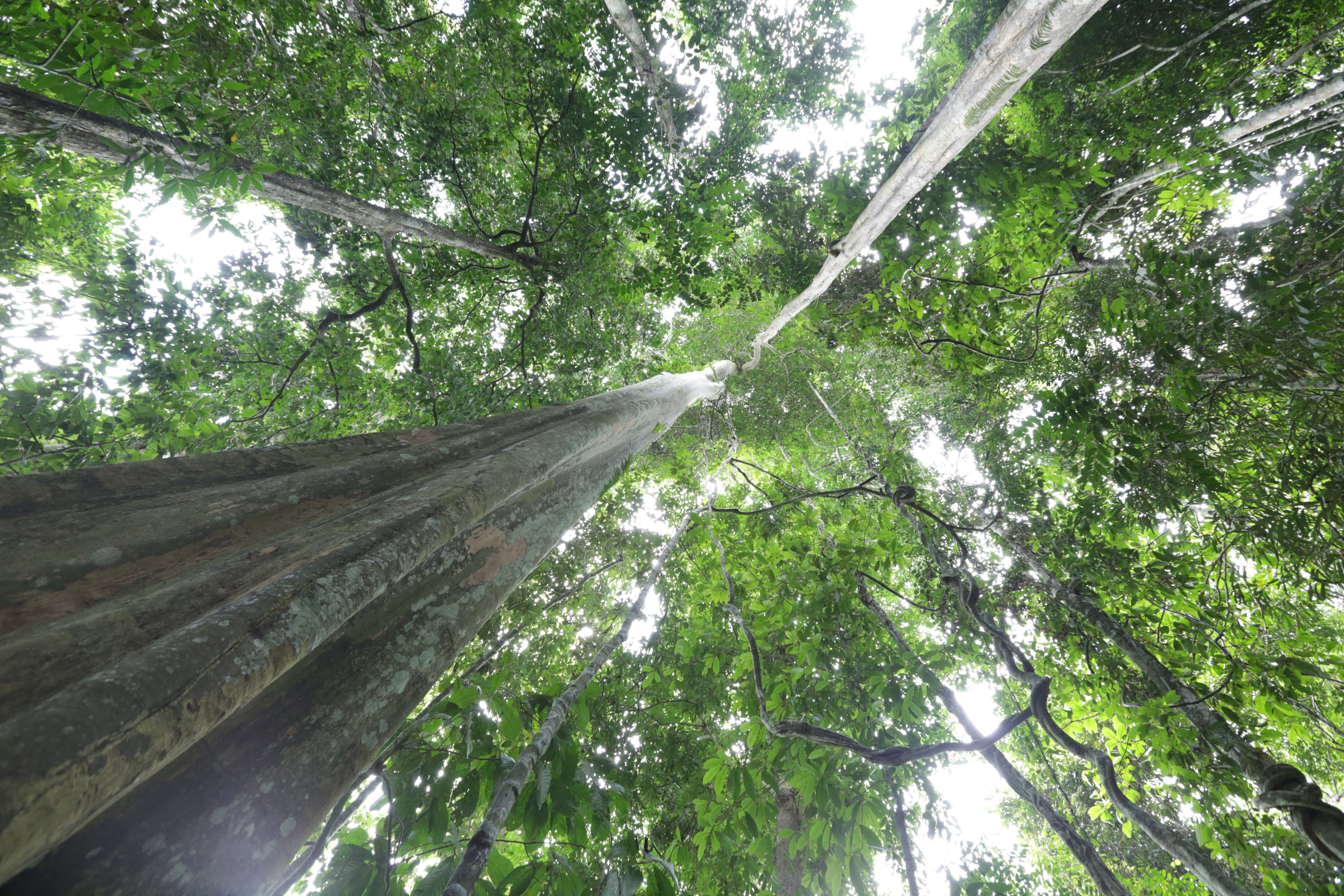 Looking up to a tropical forest canopy.