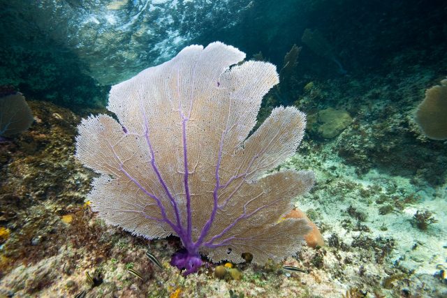 Common sea fan, Exuma Cays Land and Sea Park, Bahamas. The Nature Conservancy works closely with partners such as the Bahamas National Trust and the government of the Bahamas to protect the marine habitat of the Exuma Cays and achieve the goal for the long term protection of national parks through the Caribbean Challenge.   (C) Jeff Yonover